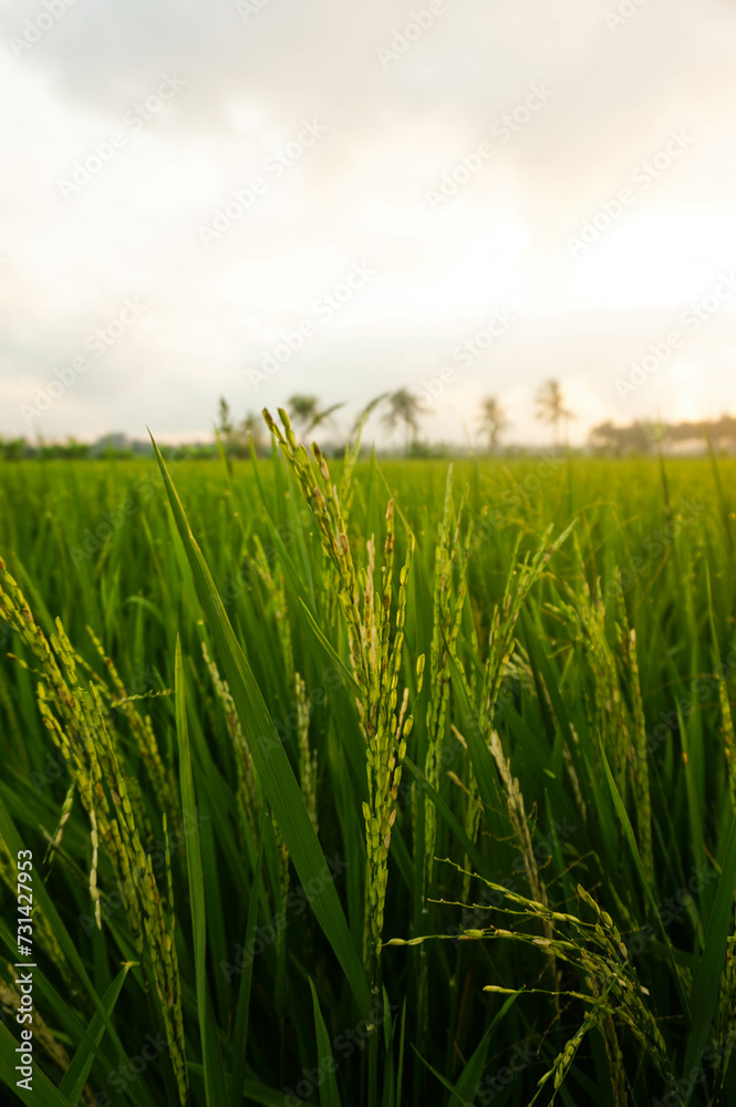 View of rice fields in a village in the morning.