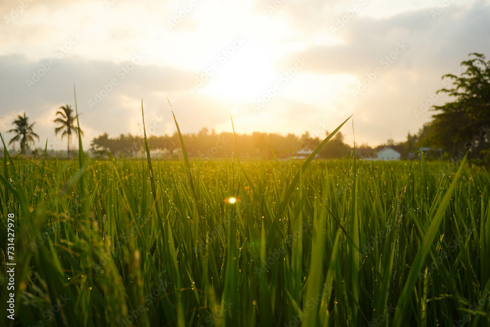 View of rice fields in a village in the morning. View of rice fields in a village in the morning.