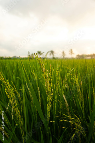 View of rice fields in a village in the morning.