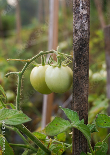 Wallpaper Mural Fresh tomatoes grown in the backyard. Torontodigital.ca
