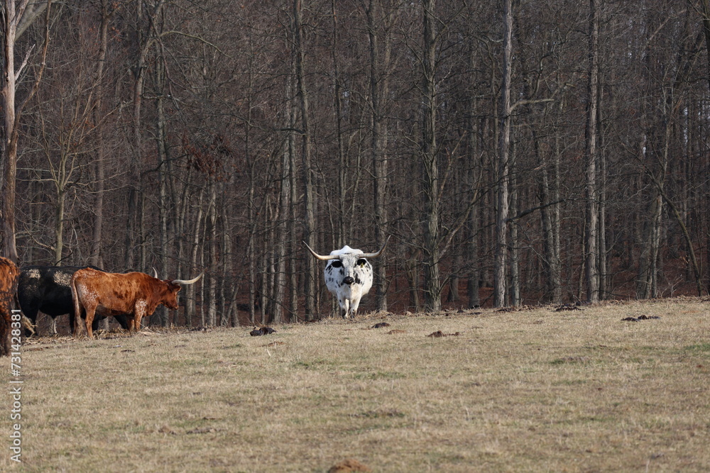 Texas Longhorn Cow in the State of Indiana Texas Longhorn Cow in the State of Indiana