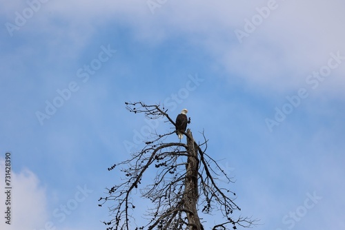 Bald Eagle perched ontop of a tree photo