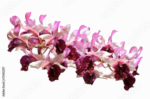 Fototapeta Naklejka Na Ścianę i Meble -  dendrobium taurinum orchid on isolated white background. dendrobium taurinum orchid flower has pink and purple color