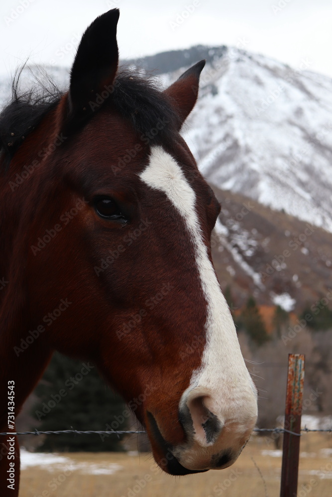 Fototapeta premium portrait of a horse