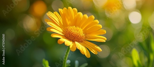 A macro photograph showcasing a yellow flower with green background. This flower belongs to the daisy family and is an annual herbaceous plant.
