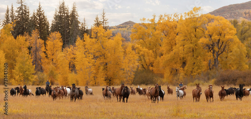 Tapet Colorado Outfitter horse and mule herd in the fall autumn