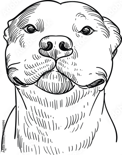 Vintage hand drawn sketch of smile pitbull dog