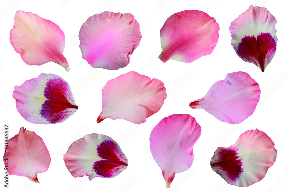 Pink gladiolus petals are isolated on a transparent background, Top view, flat lay,