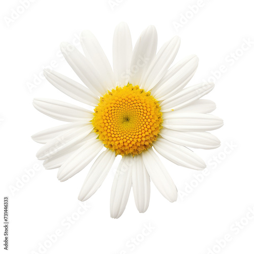 Beautiful chamomile flower isolated on white © Tidarat