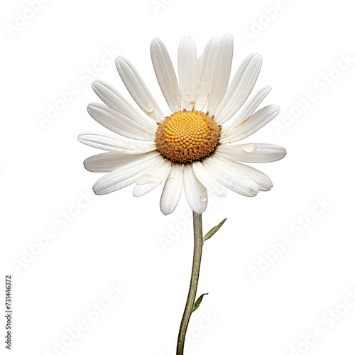 Beautiful chamomile flower isolated on white