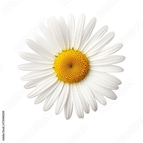 Beautiful chamomile flower isolated on white