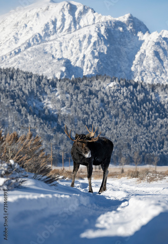 Moose standing in sage brush with Grand Tetons in background.