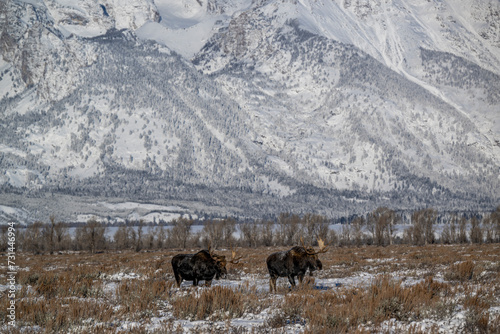 Moose standing in sage brush with Grand Tetons in background.