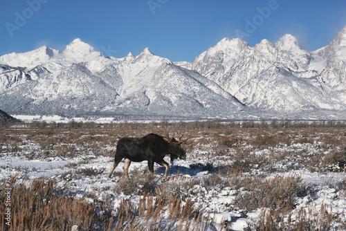 Moose standing in sage brush with Grand Tetons in background.
