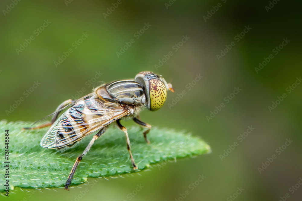 macro of a fly macro of a fly