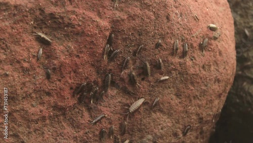 porcellio spinicornis on the rock. porcellio spinicornis with brown color insect