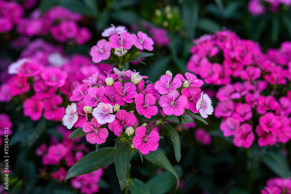Dianthus flower Also called Dianthus flower Also called