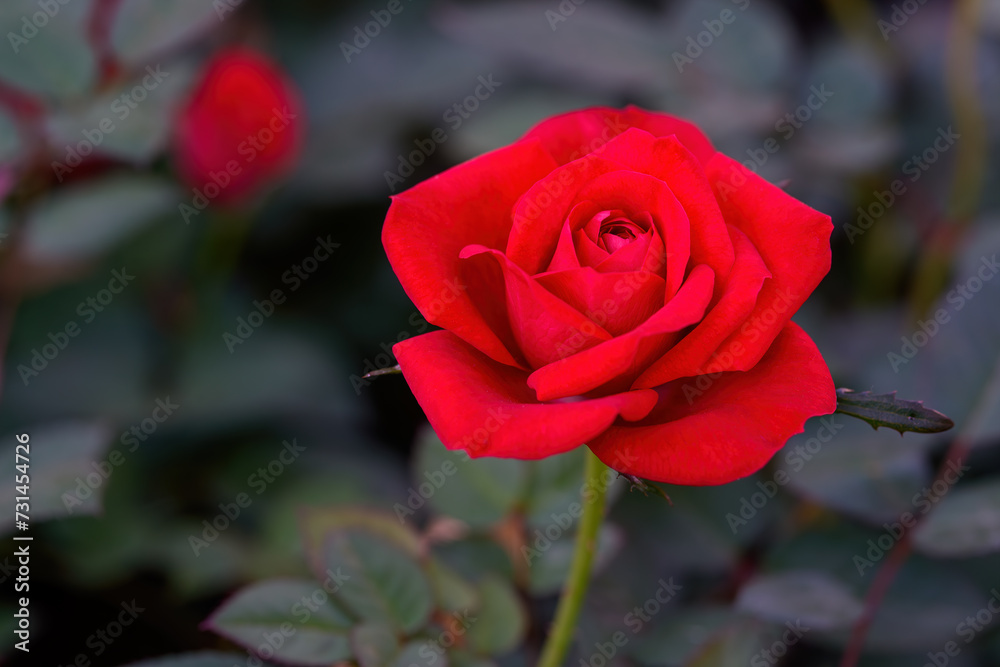 Rad Spray Rose Lovely flowers blooming in the garden, in Thailand. Rad Spray Rose Lovely flowers blooming in the garden, in Thailand.