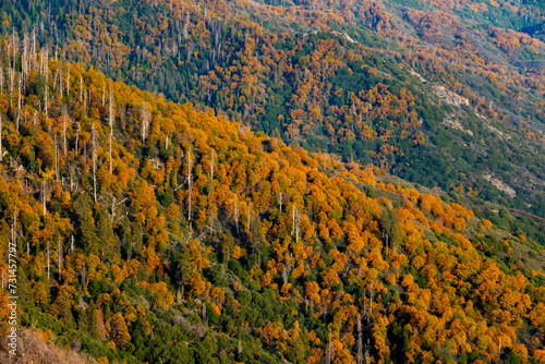 Autumn Trees in North Carolina Mountains