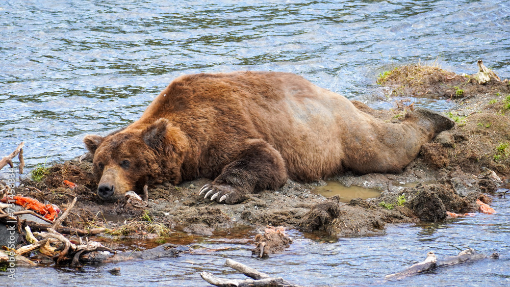 Brown Bear (Ursus arctos) Resting After Eating Salmon Brown Bear (Ursus arctos) Resting After Eating Salmon