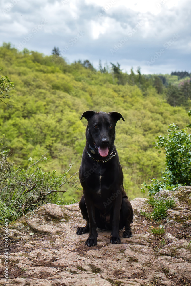 Black labrador retriever dog sitting on a rock in Rhineland Palatinate, Germany on a spring day in the forest.
