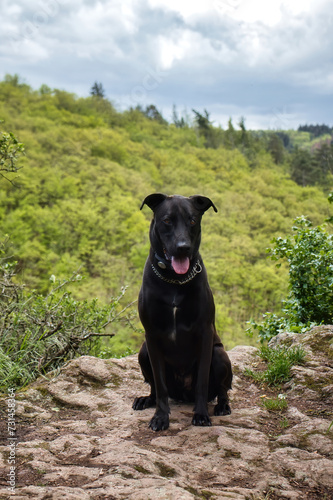 Black labrador retriever dog sitting on a rock in Rhineland Palatinate, Germany on a spring day in the forest.