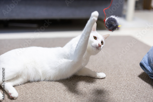 おもちゃをパンチしようとする白猫 photo