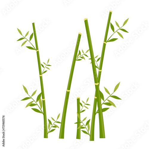 Bamboo trees illustration 