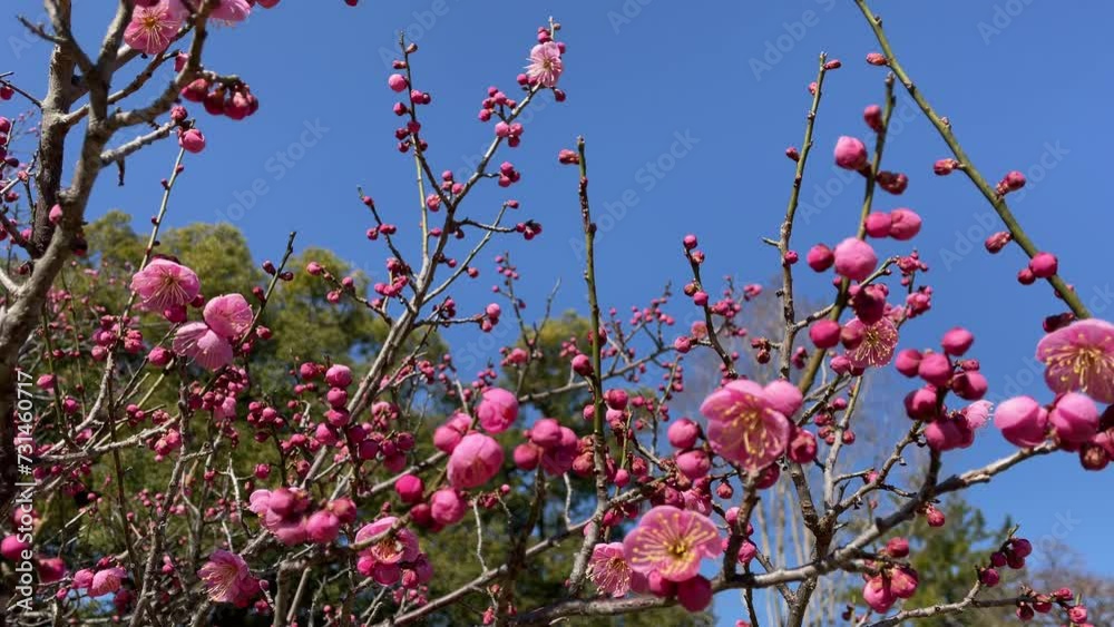 開花した紅梅の木 開花した紅梅の木