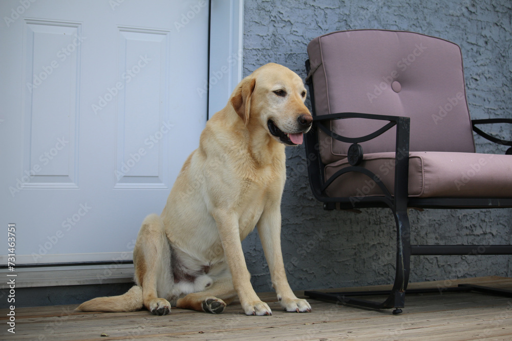 Yellow Labrador Retriever sitting on a back deck of a house next to an empty patio chair.JPG