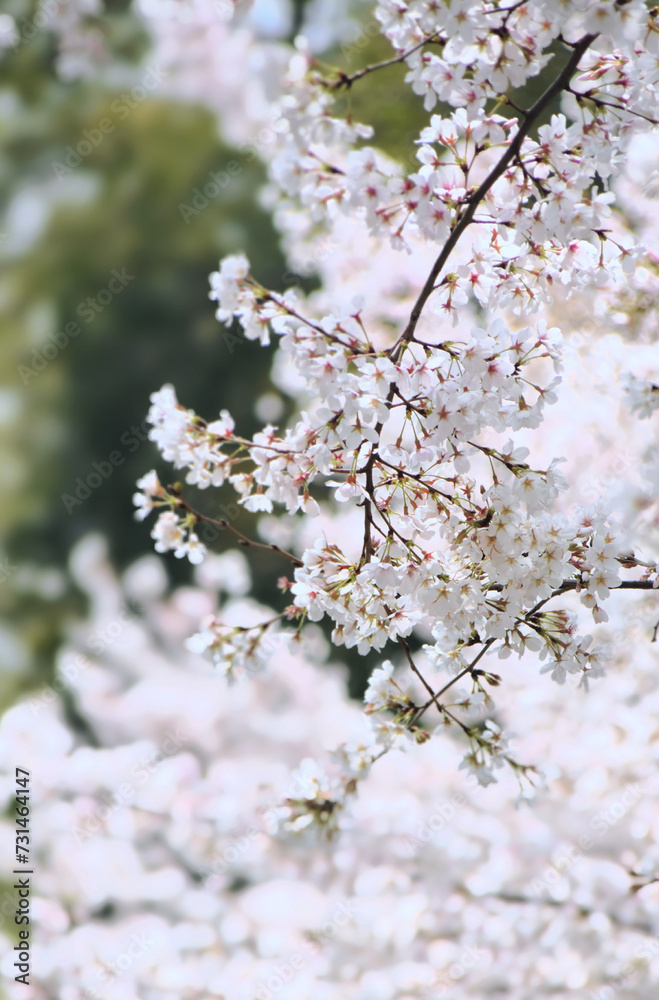 Spring cherry blossoms in bloom