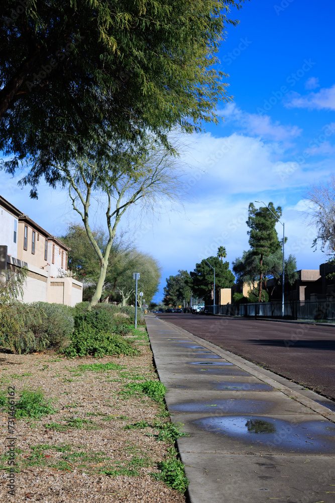 Arizona style xeriscaped street side with drought-resistant plants and rainwater puddles in Phoenix after warm winter storm 