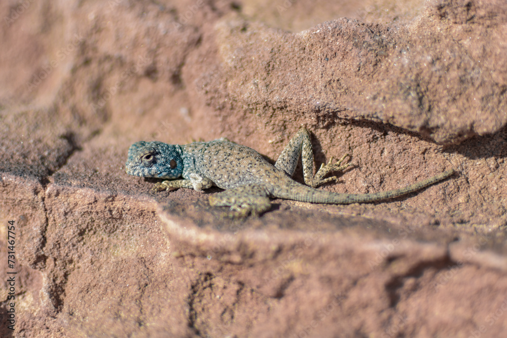 Exotic blue lizard on an orange rock in Petra, Wadi Musa, Jordan. Exotic blue lizard on an orange rock in Petra, Wadi Musa, Jordan.