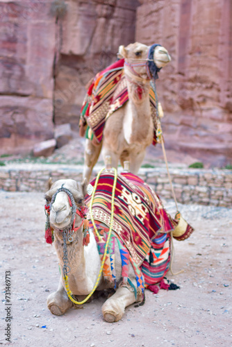 Couple of camels in front of a rock wall in Petra, Wadi Musa, Jordan.