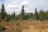 Forest By Bow Lake, Banff National Park, Alberta
