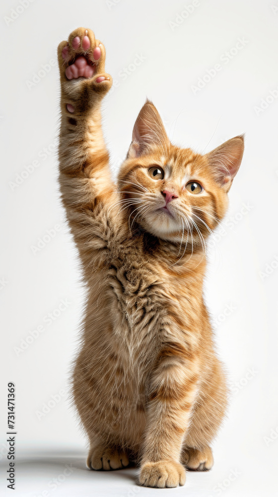 Obraz premium Ginger Kitten Giving Paw. A ginger kitten gives its paw against a white background.