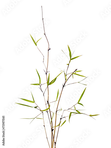 Fototapeta Naklejka Na Ścianę i Meble -  bamboo isolated on white