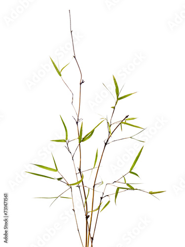 bamboo isolated on white