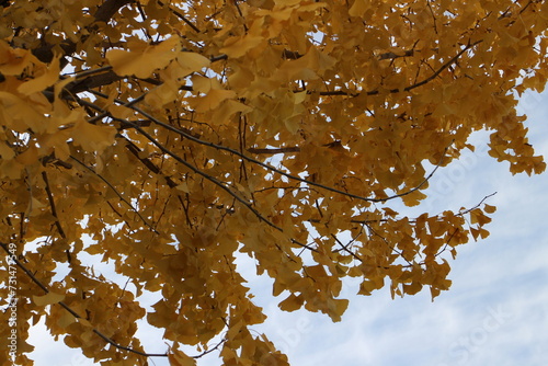 秋の風景　イチョウの木