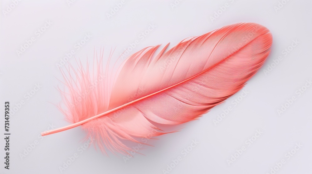 dove pink feather on a white background. dove pink feather on a white background.