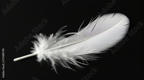 white dove feather clipping path on black Isolated background.