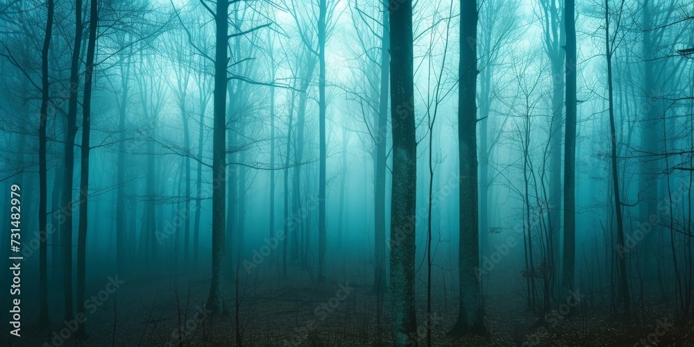 Panorama of foggy forest. Fairy tale spooky looking woods in a misty day. Cold foggy morning in horror forest Panorama of foggy forest. Fairy tale spooky looking woods in a misty day. Cold foggy morning in horror forest