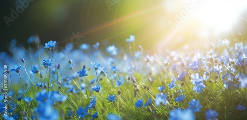 grass and flowers under sunshine
