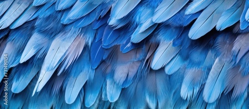 close-up photo of blue jay feathers