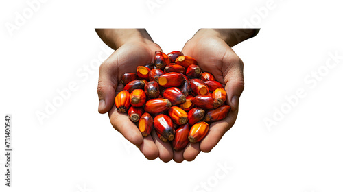 Palm oil seeds on a man's hand