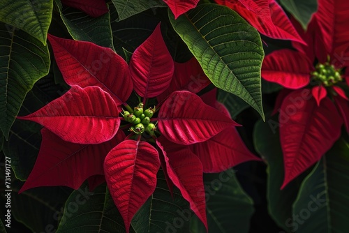 Group of Red Poinsettias With Green Leaves  A close-up view of a beautiful poinsettia plant - the Christmas Star  AI Generated