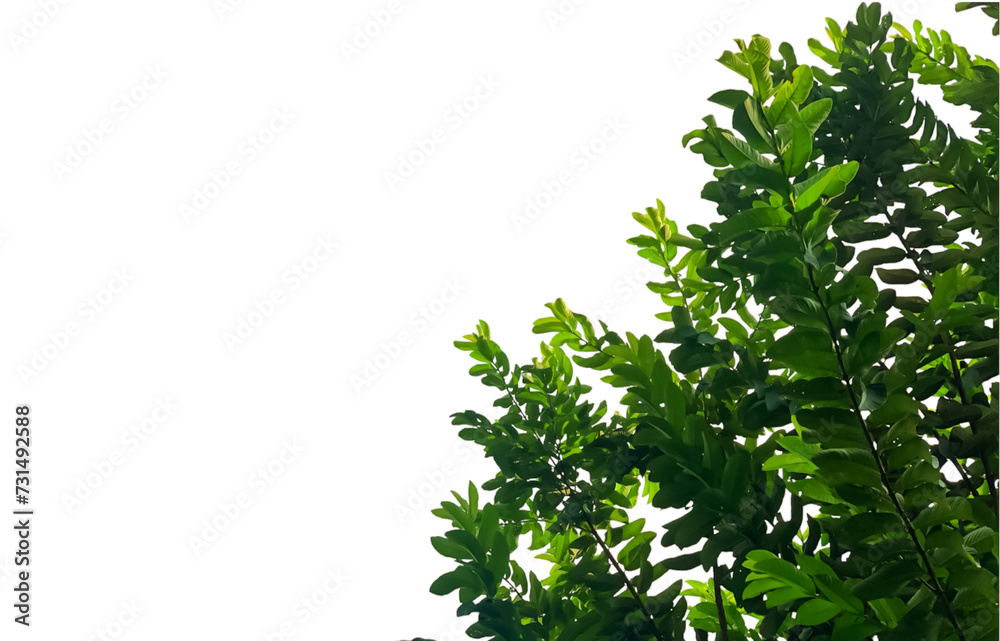 Tropical green leaves isolated on White background,perfect for background or walpapper. Tropical green leaves isolated on White background,perfect for background or walpapper.