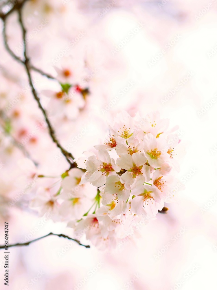 満開の桜を見上げて