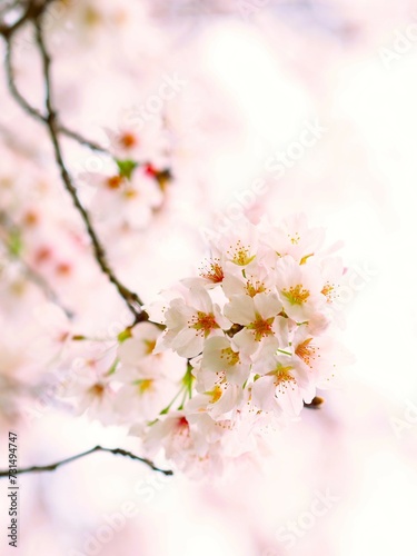 満開の桜を見上げて © amethyst