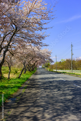 宮城県北部 薬莱山(やくらいさん)の桜 